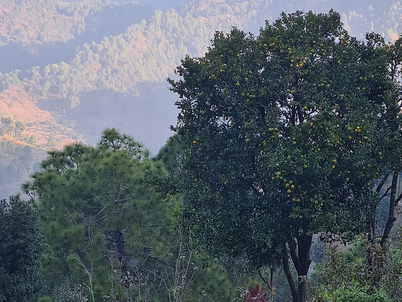 House on the Slope, Kumaon living room