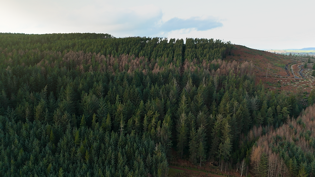 website banner 4.png