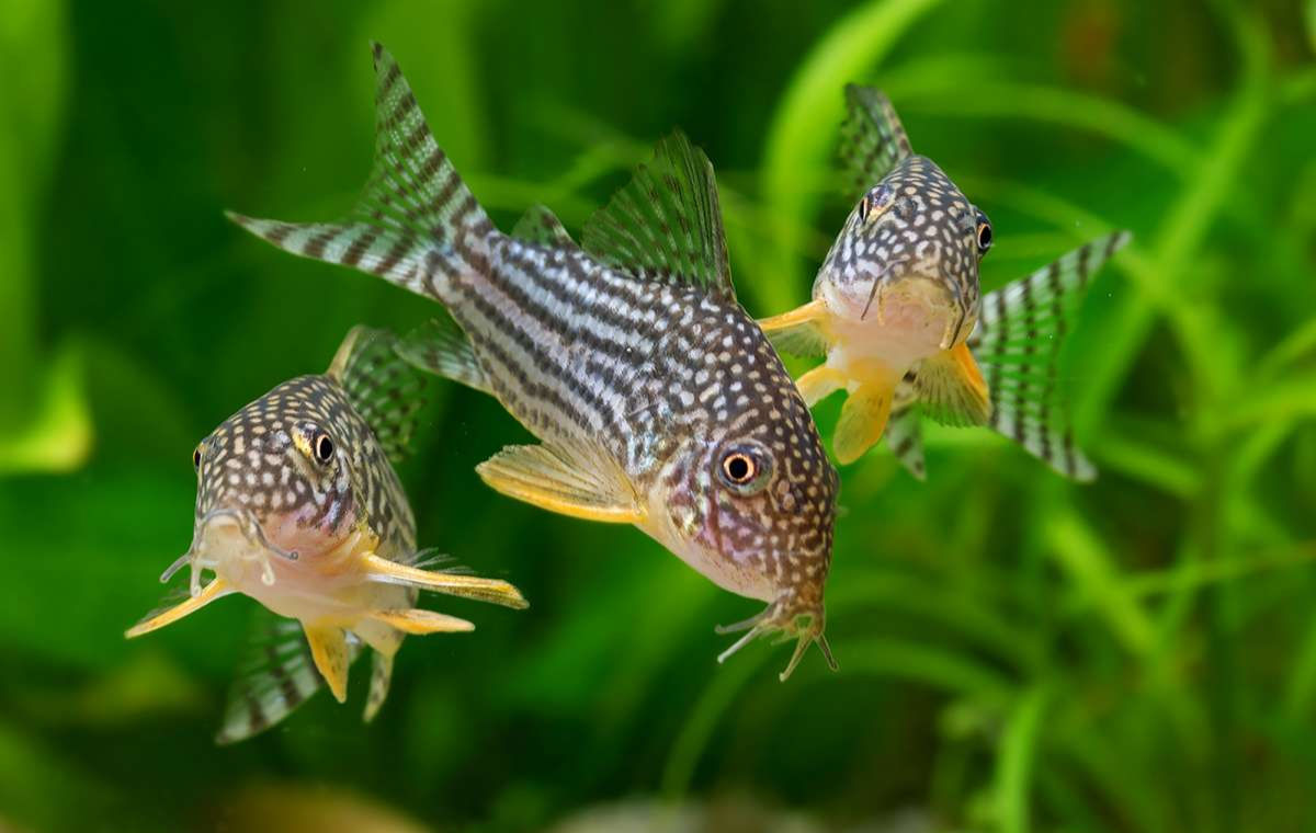 Orangeflossen-Panzerwels / Hoplysoma sterbai