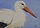 Storch_kopf.jpeg