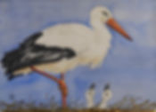 Storch.jpeg