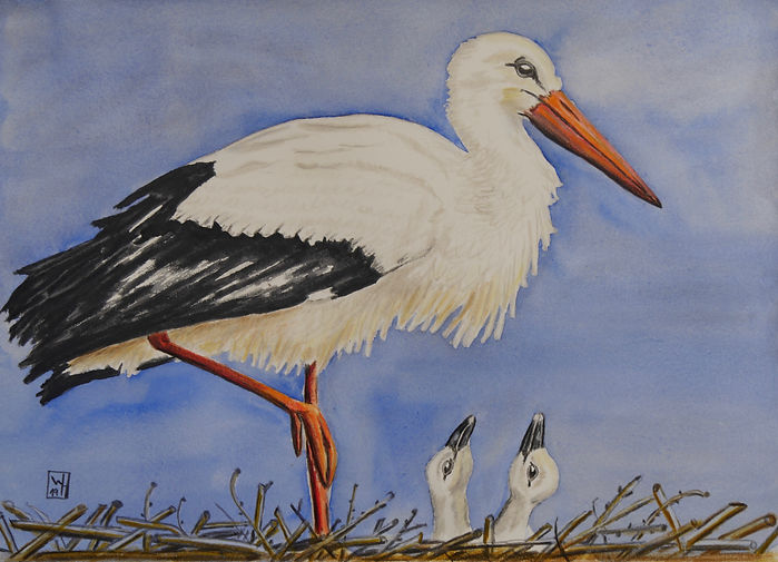 Storch.jpeg
