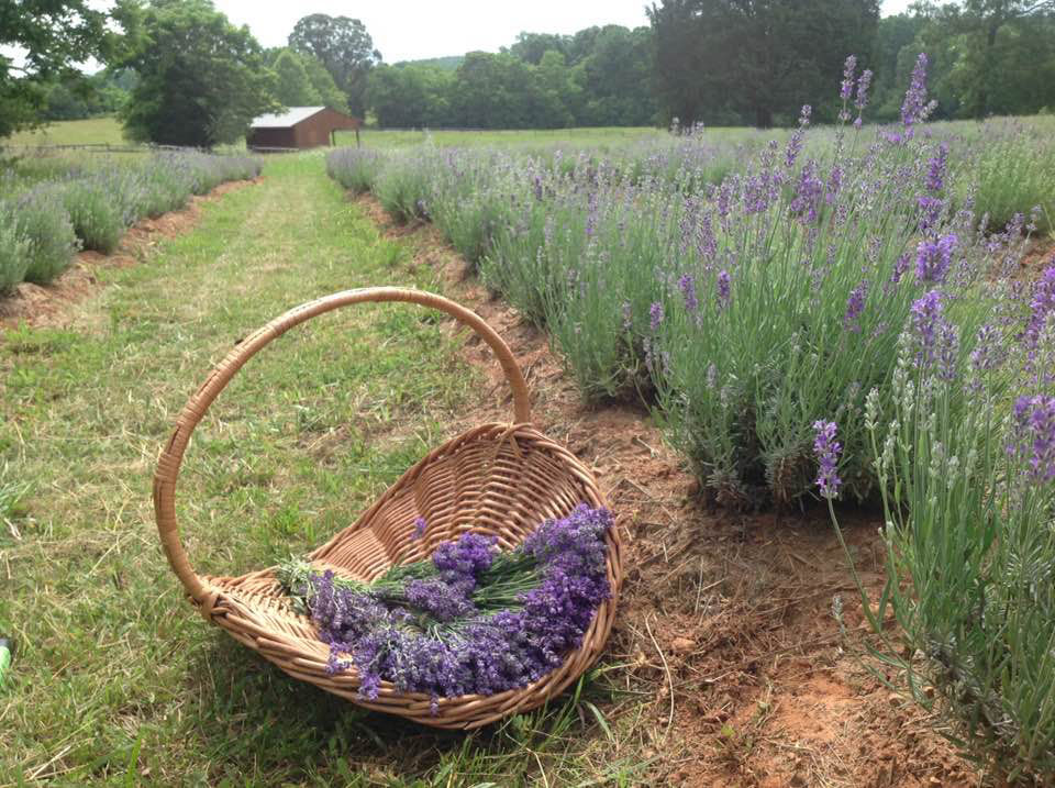 Lavender & Sound Immersion: a floating or grounded experience