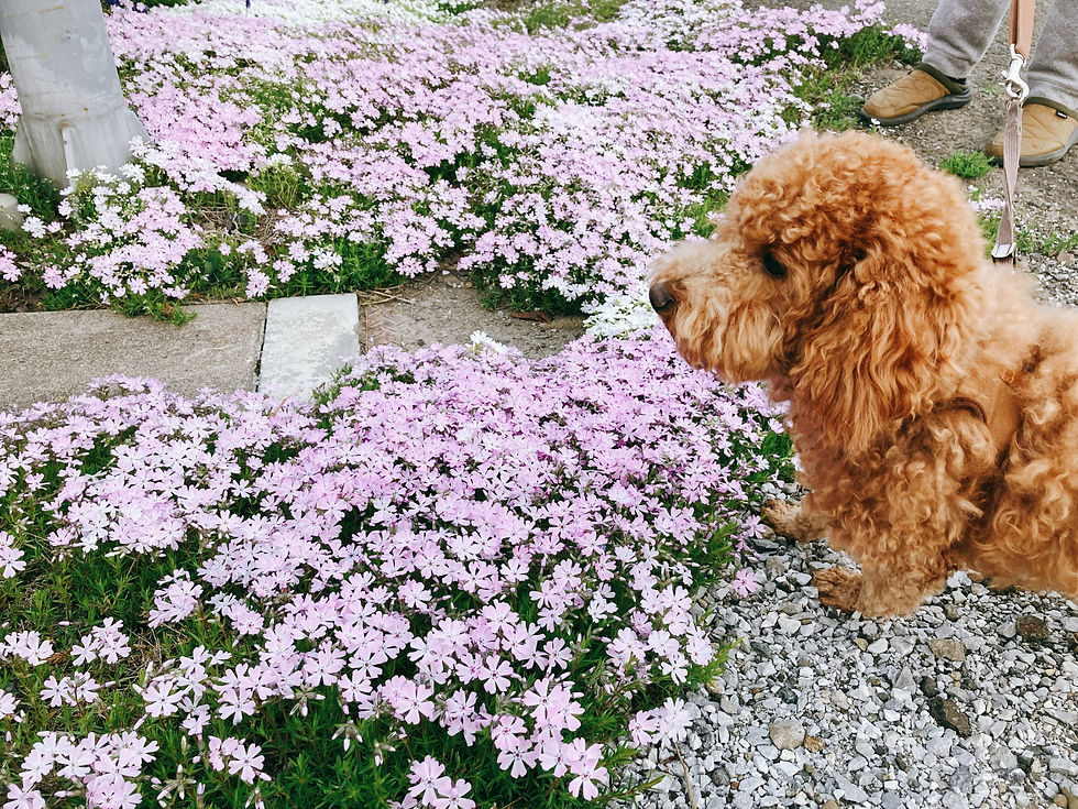 もっぷは芝桜が好きなようです