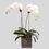 Thumbnail: Double Orchid Plant