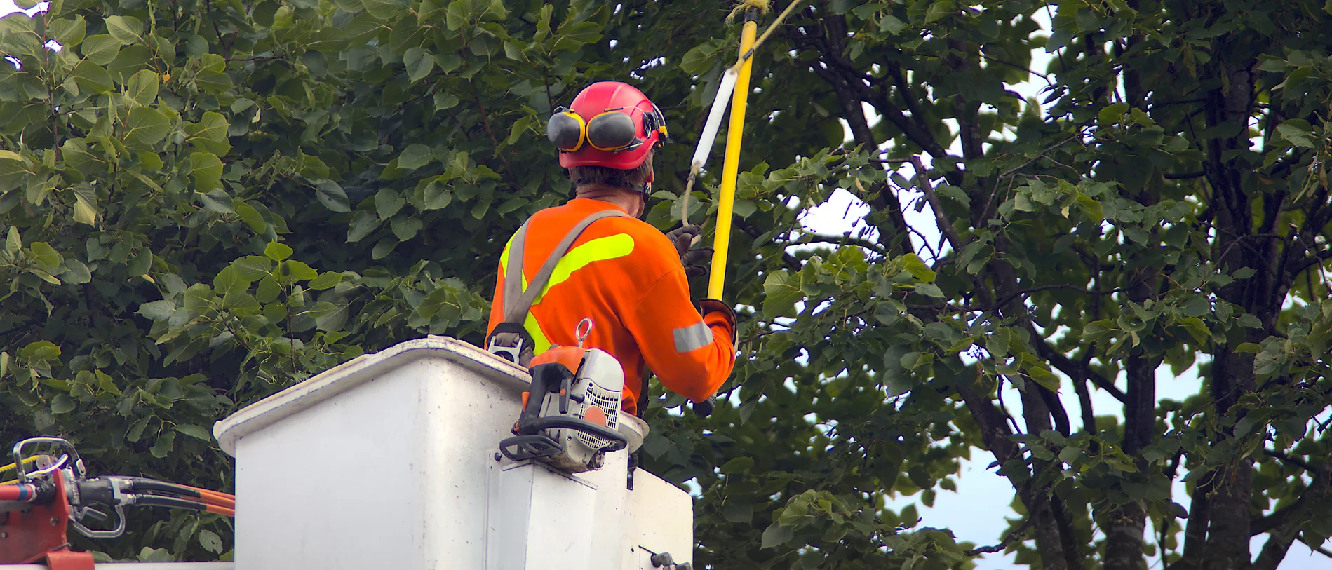 A picture of a man in a safety harness pruning branches of a tree