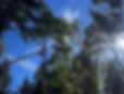 A machine with a camera for assessing the growth of trees