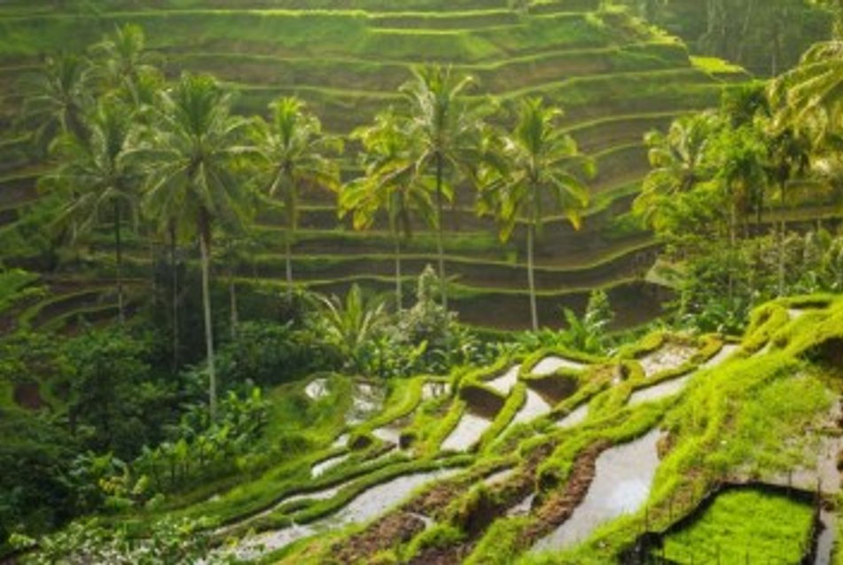bali
