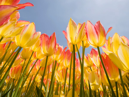 Vernal Equinox.