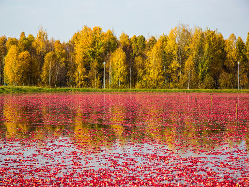 Cranberry com Proantocianidina: este funciona.