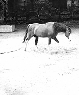 cheval1.png