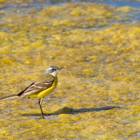 Praias do Sado, RNES | Espaços para Fotografar