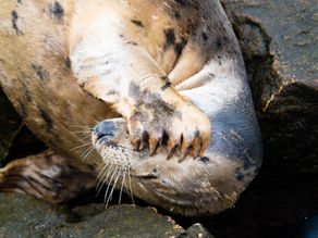 Why shouldn't we offer our wildlife photos? The importance of valuing and selling wildlife photographs!