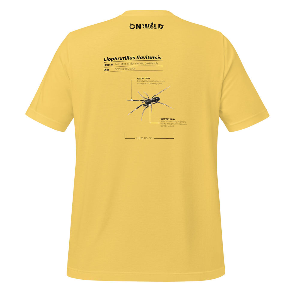 Miniatura: T-shirt Unissexo Adulto Liophrurillus flavitarsis (inglês)