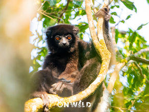 A scientific expedition with a taste of vacation: Ranomafana National Park – August 3