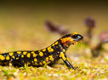Salamandra-de-pintas-amarelas | Salamandra salamandra
