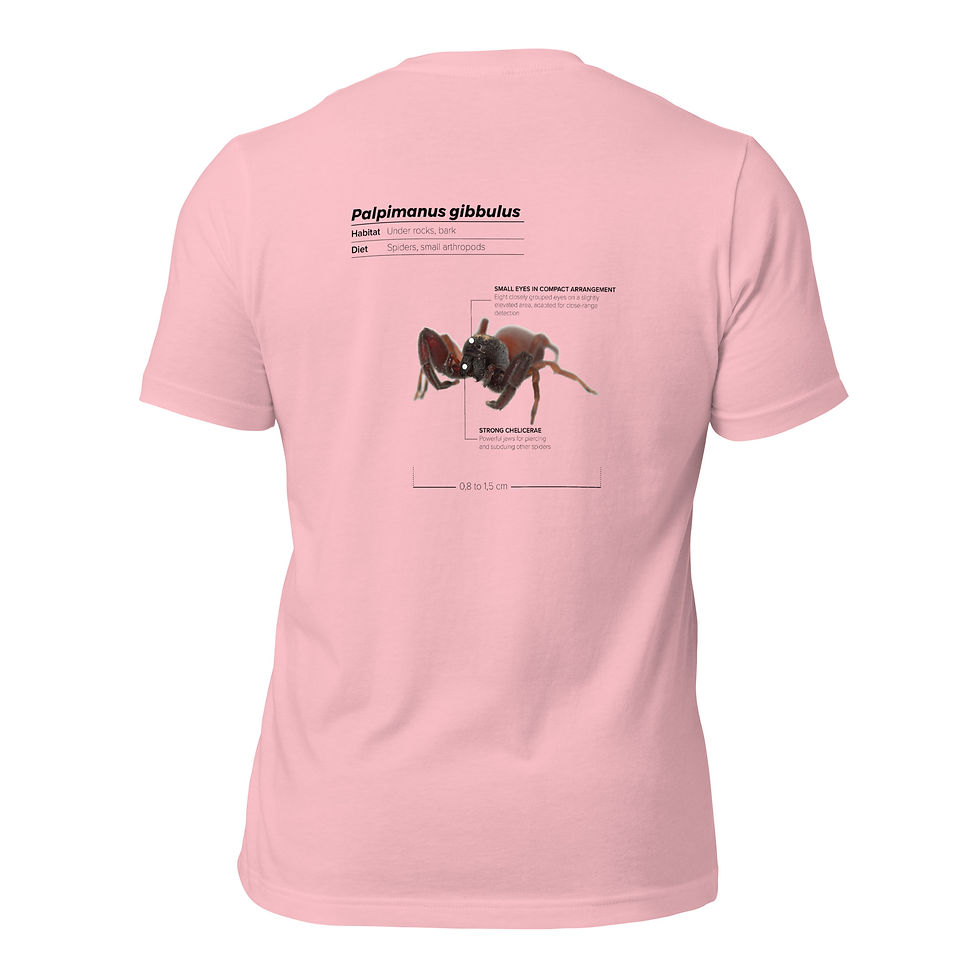 Miniatura: T-shirt Unissexo Adulto Palpimanus gibbulus (inglês)