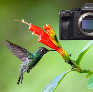 30 Truques e Dicas para a sua Sony Alpha A7RIV | Diogo Oliveira onWILD