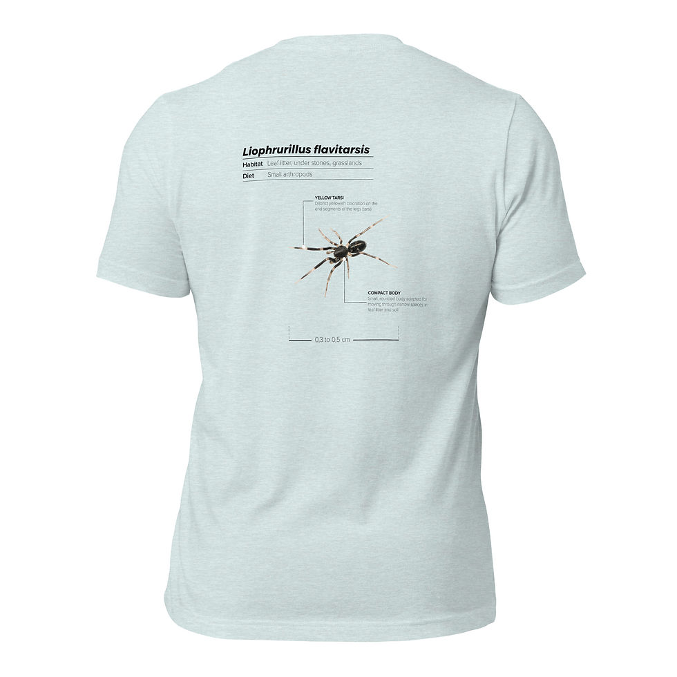 Miniatura: T-shirt Unissexo Adulto Liophrurillus flavitarsis (inglês)