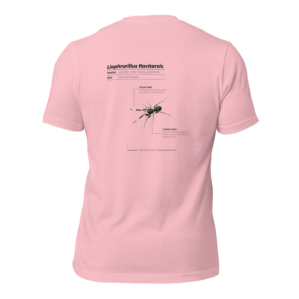 Miniatura: T-shirt Unissexo Adulto Liophrurillus flavitarsis (inglês)