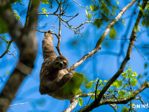 Exploring the Magic of the Atlantic Forest through Images: The Goodwill of Arboreal Inhabitants: Sloths