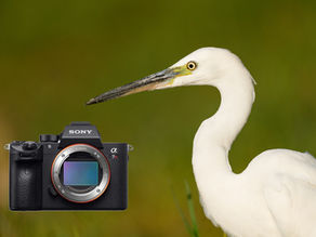 30 Tricks and Tips for your Sony Alpha A7RIII | Diogo Oliveira onWILD
