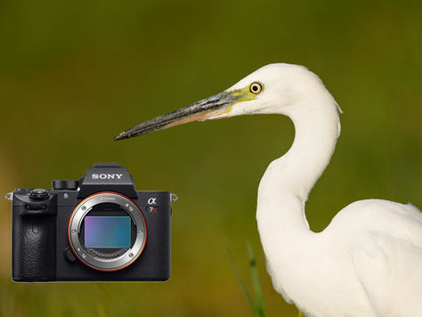 30 Truques e Dicas para a sua Sony Alpha A7RIII | Diogo Oliveira onWILD