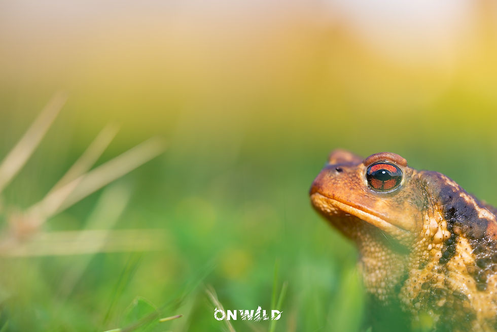 Bufo spinosus (17).jpg