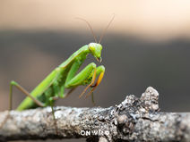Louva-a-deus | Mantis religiosa