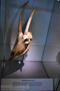 Discover Glasgow - Hunterian Museum 12p.jpg