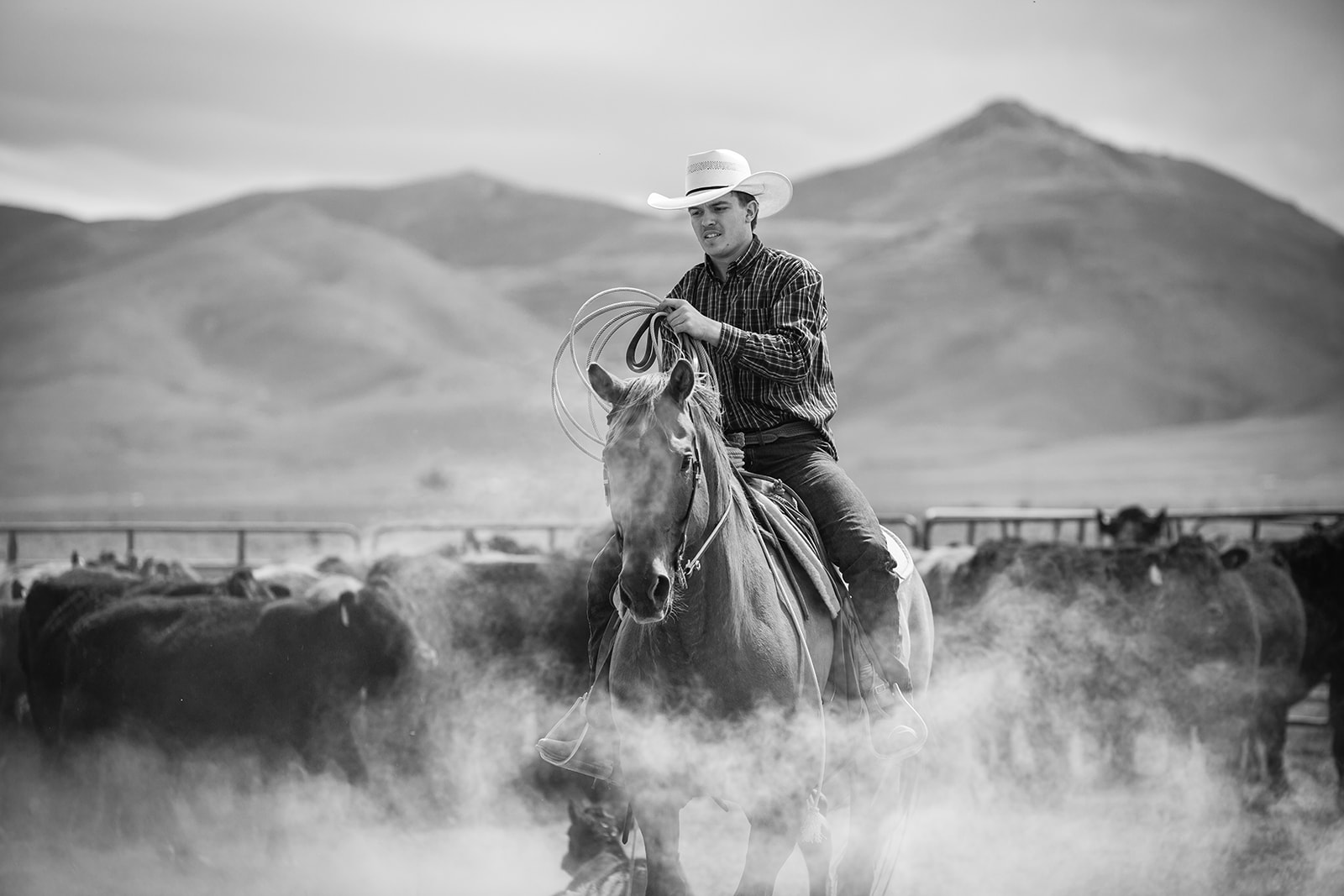 Cowboy on horseback working a rope beside cattle in rising dust, photographed in black and white