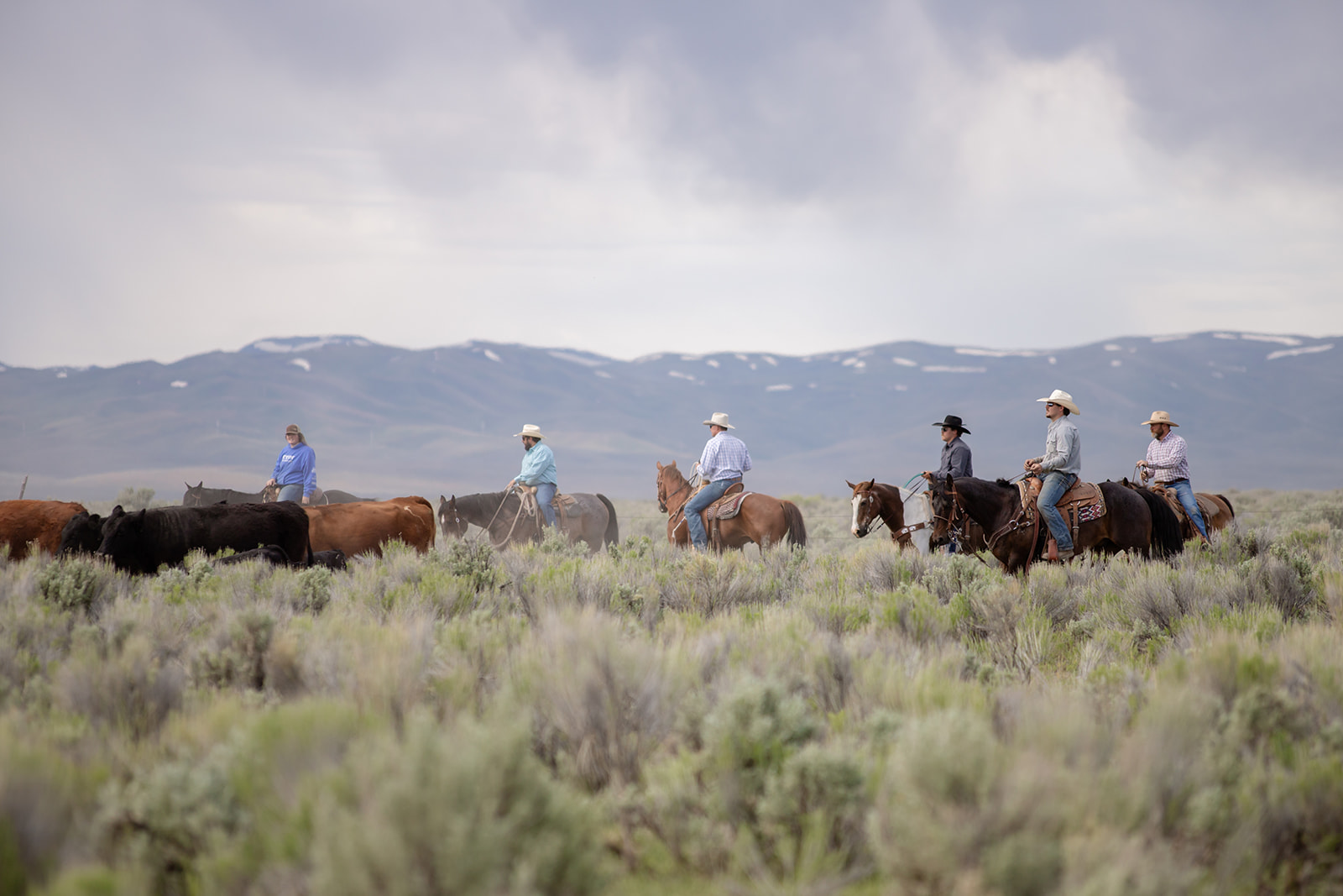 Riders on horseback moving cattle across sagebrush beneath a mountain sky
