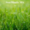 SUN/SHADE MIX GRASS SEED
