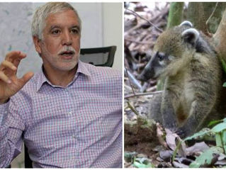 Animales que morirían si Peñalosa le mete cemento a la reserva Van der Hammen