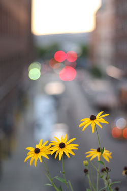 August 2016 Highline 4