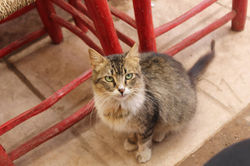 April 2015 Marrakech Morocco Cat