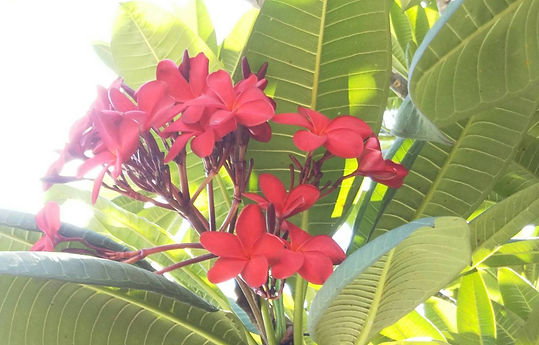 LINE_ALBUM_花_231227_1.jpg