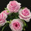 Küçük resim: 7'li Gül ( Açık Pembe  )