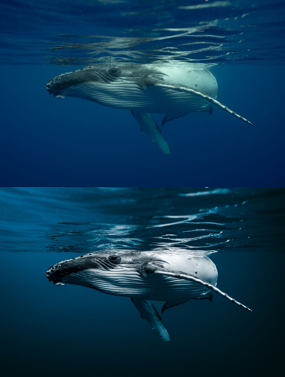 Thumbnail: Adaptive AI Underwater Preset Pack
