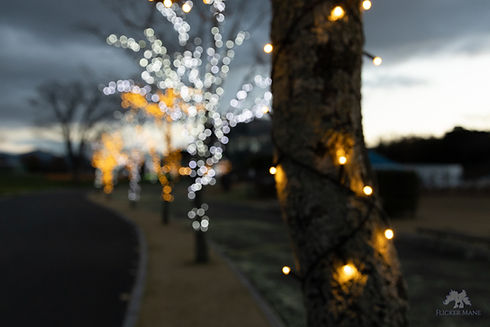 24-105mm F4 DG OS HSM 作例 玉ボケの写真1