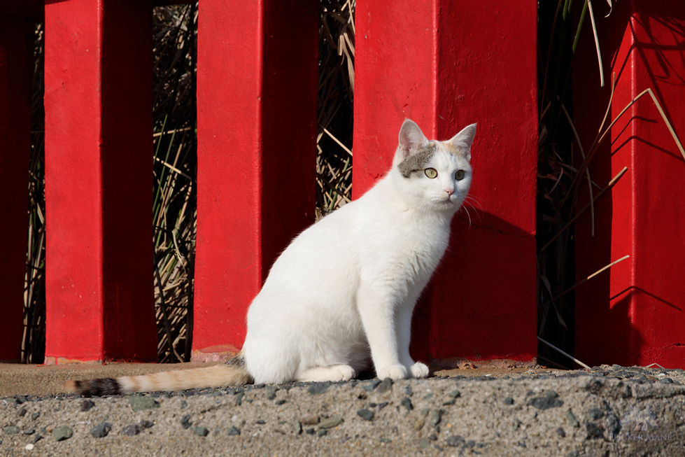24-105mm F4 DG OS HSM 作例 神社の猫の写真