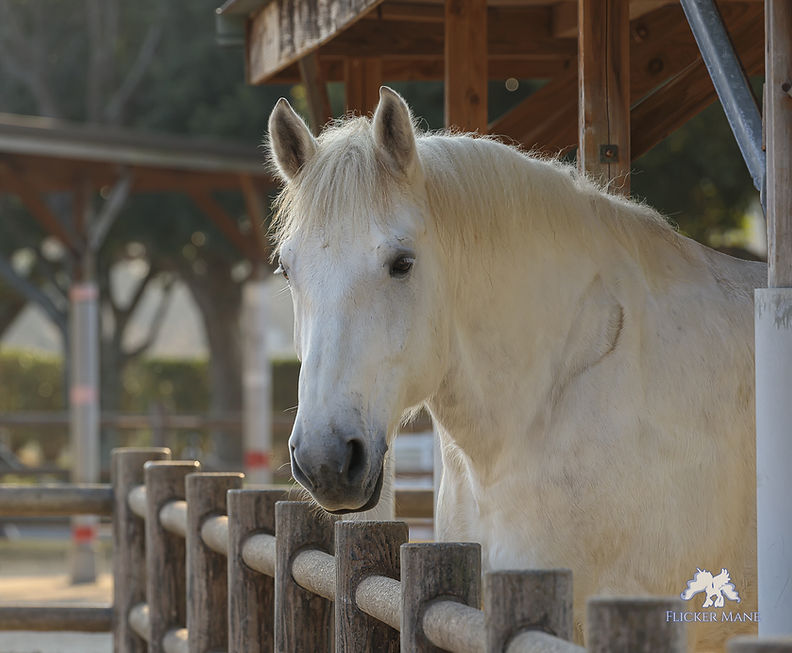 [レンズレビュー] EF100-400mm F4.5-5.6L IS II USMとCanon EOS Rで撮影した響灘緑地ポニー広場の馬、ペルシュロンのほたる2