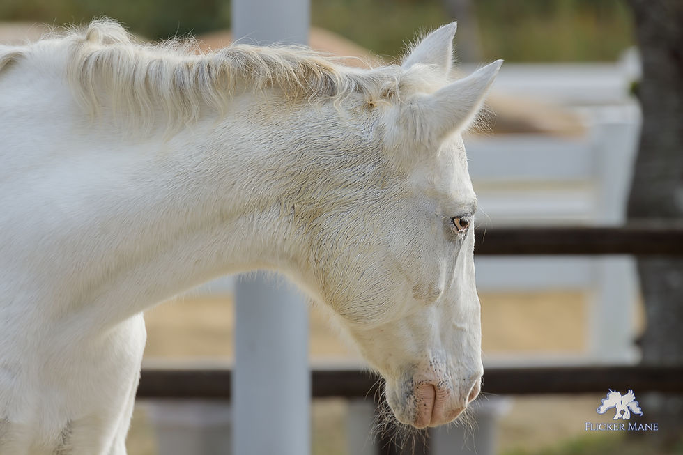 [レンズレビュー] EF100-400mm F4.5-5.6L IS II USM +1.4x IIIとCanon EOS Rで撮影した響灘緑地ポニー広場の馬、アパルーサのキヨヒメ