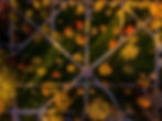 overhead shot of the quad in the fall
