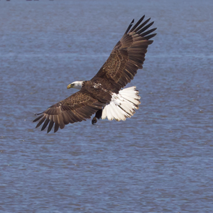 American Bald Eagle - In flight