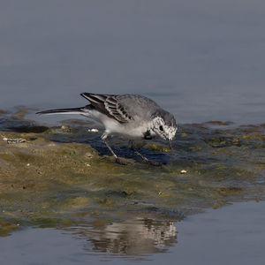 Pied Wagtail