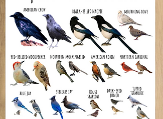 Backyard birds.png