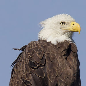 American Bald Eagle Collection