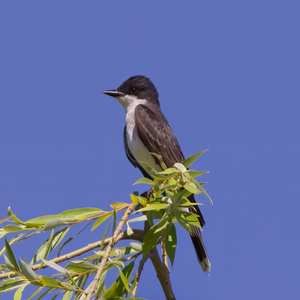 Eastern Kingbird