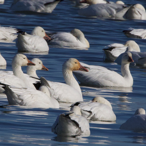 Snow Geese